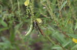 Hairy cowpea